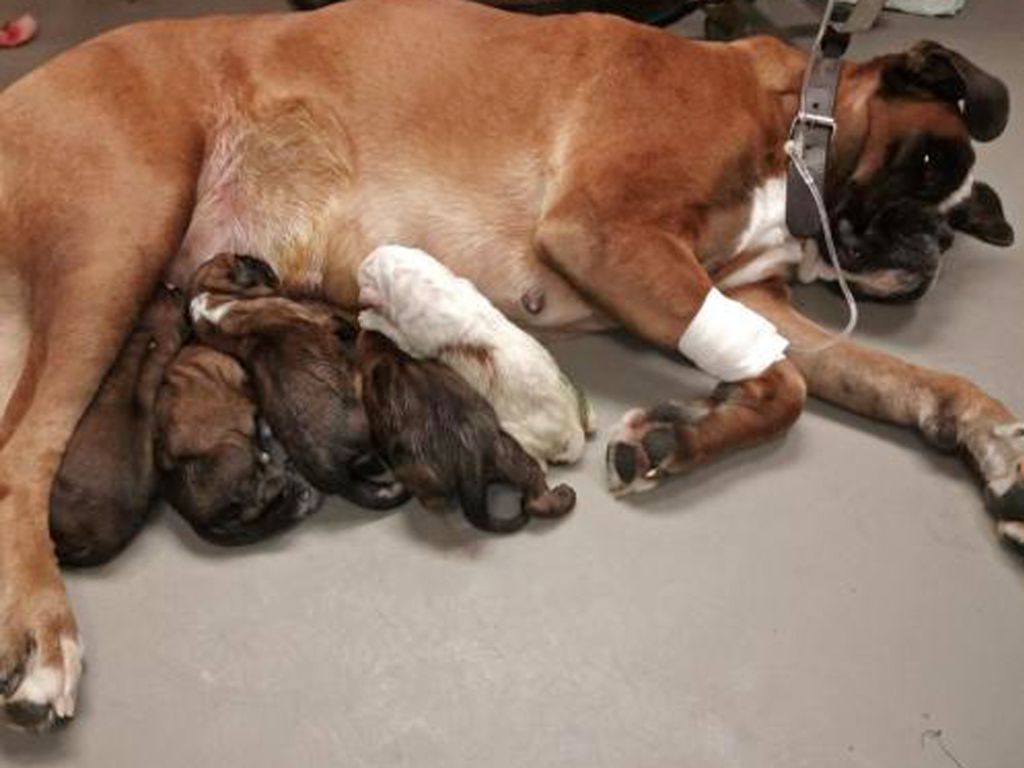 De Matyane - Les 5 chiots sont nés par césarienne le 26 novembre