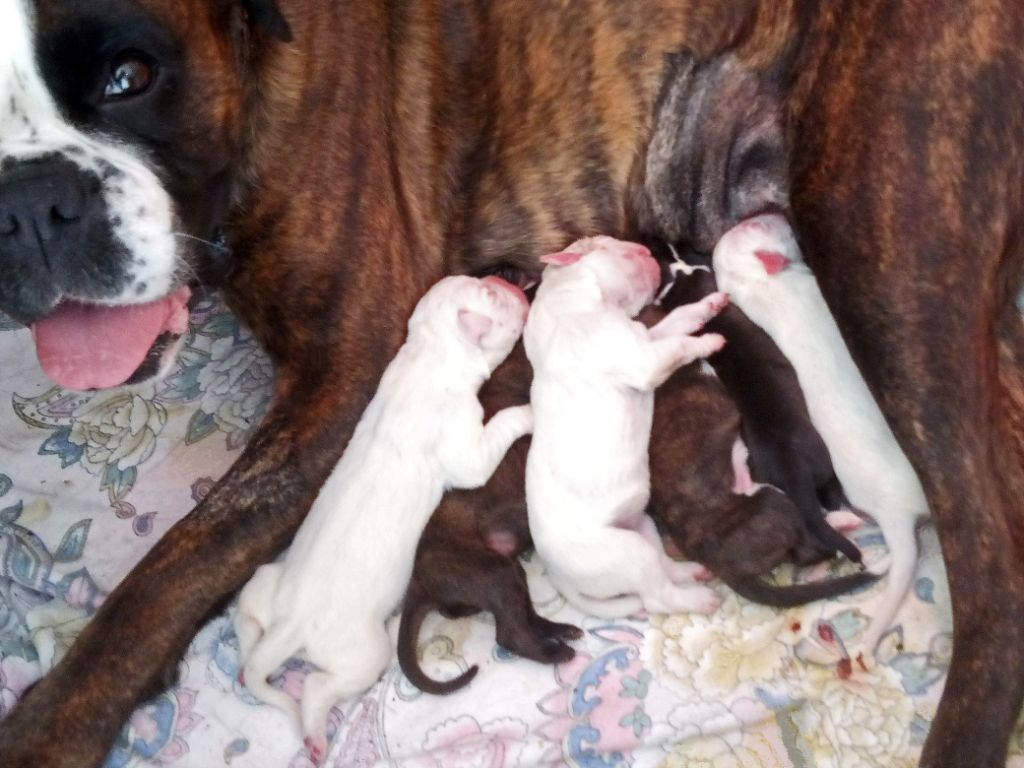 Les chiots d'Olympia de Matyane  sont nés